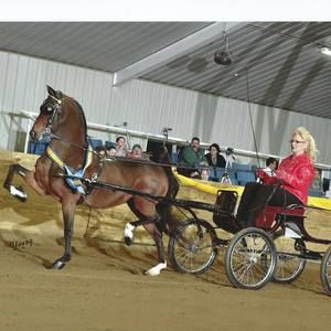 Meet your Posher, Steve